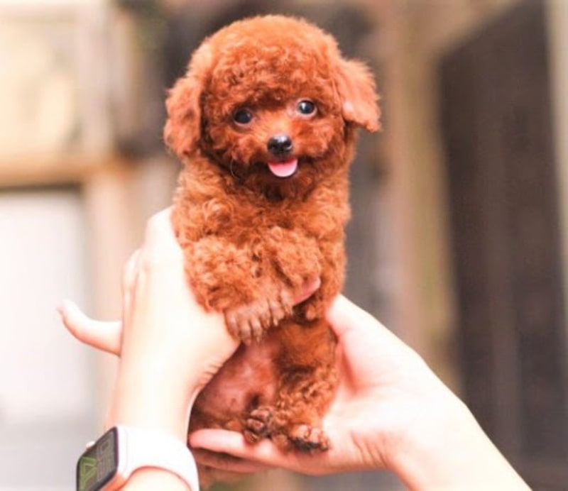 Hướng dẫn chi tiết chủ nhân 5 cách đặt biệt danh hay, ý nghĩa cho cún cưng Hướng dẫn chi tiết chủ nhân 5 cách đặt biệt danh hay, ý nghĩa cho cún cưng