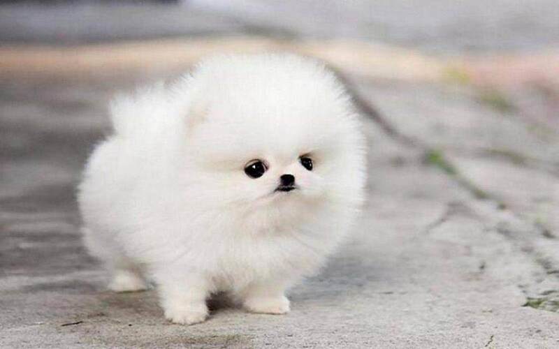 Hướng dẫn bạn các cách đặt nickname cực hay - độc lạ - ý nghĩa cho cún cưng chuẩn phong thủy Hướng dẫn bạn các cách đặt nickname cực hay - độc lạ - ý nghĩa cho cún cưng chuẩn phong thủy