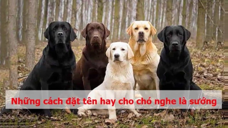 Gợi ý một số cách đặt tên cực cool ngầu cho cún cưng bạn nên xem ngay Gợi ý một số cách đặt tên cực cool ngầu cho cún cưng bạn nên xem ngay