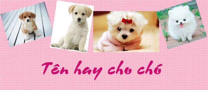 Bật mí bạn đọc 30+ tên hay ấn tượng dành cho các chú cún dễ thương, đáng yêu Bật mí bạn đọc 30+ tên hay ấn tượng dành cho các chú cún dễ thương, đáng yêu