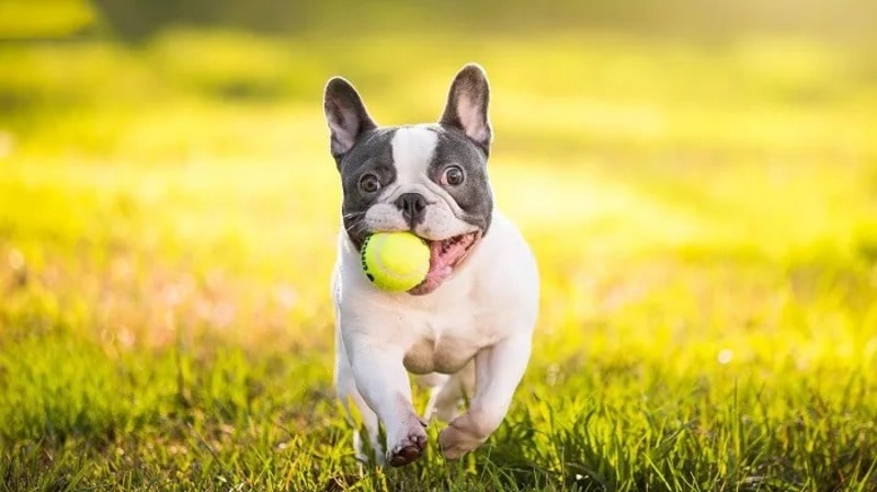 Mách bạn cách chọn nickname cún cưng cực hay, ý nghĩa dựa vào ngoại hình bên ngoài Mách bạn cách chọn nickname cún cưng cực hay, ý nghĩa dựa vào ngoại hình bên ngoài