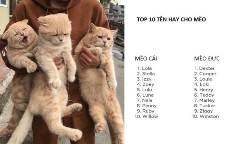 Hướng dẫn các cách đặt biệt danh cực hay và mang ý nghĩa đặc biệt sâu sắc cho mèo cưng Hướng dẫn các cách đặt biệt danh cực hay và mang ý nghĩa đặc biệt sâu sắc cho mèo cưng