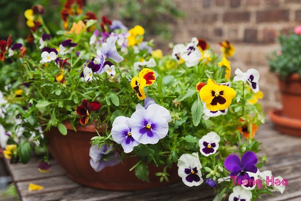 Cung Ma Kết hợp với hoa Pansy cung ma ket hop voi cung nao 10