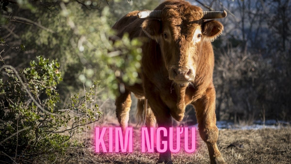 Những phản ứng tâm lý của Kim Ngưu khi gặp được tình yêu? cung kim ngưu 11